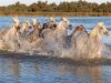 camargue chevaux