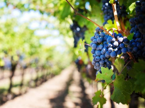 vignobles luberon