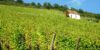 La Route des Vins de Provence