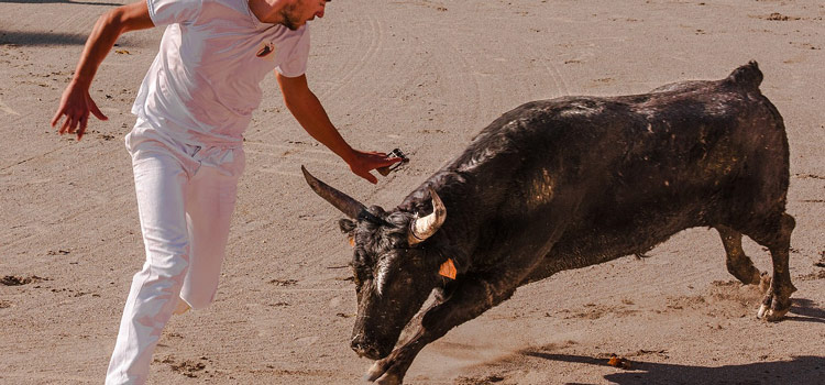 Course camarguaise à Châteaurenard